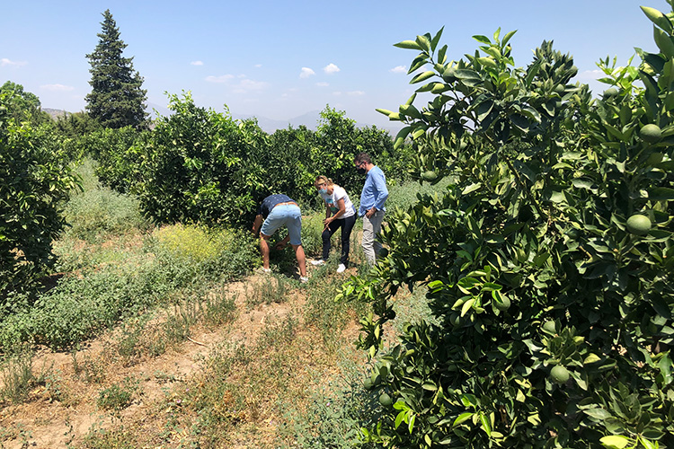 agrorebollo asesoramiento v2