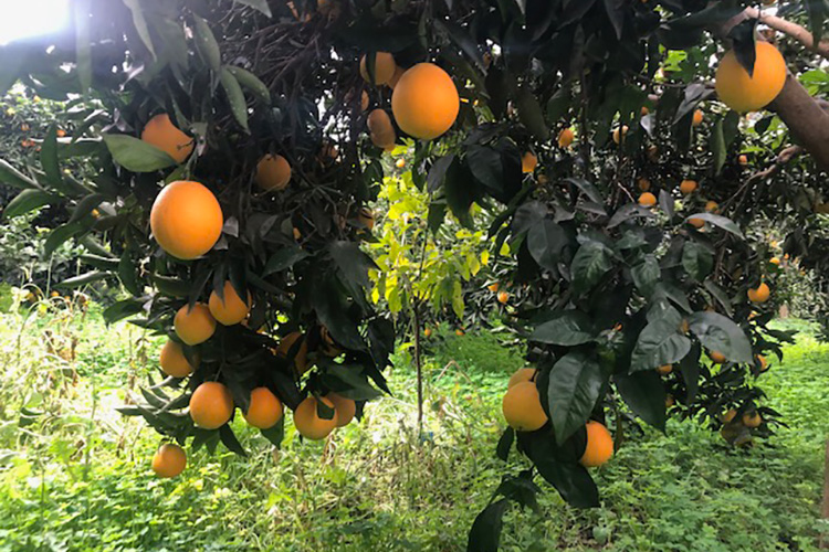 agrorebollo asesoramiento v3